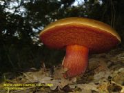 Boletus erythropus